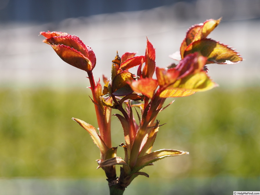 'Marijke Koopman' rose photo