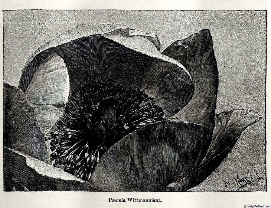 '<i>P. wittmanniana</i> Hartwiss ex Lindl. synonym' peony photo