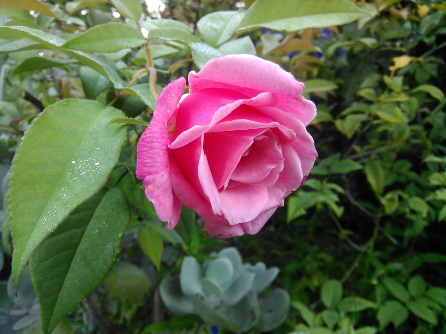 'Papa Gontier' rose photo