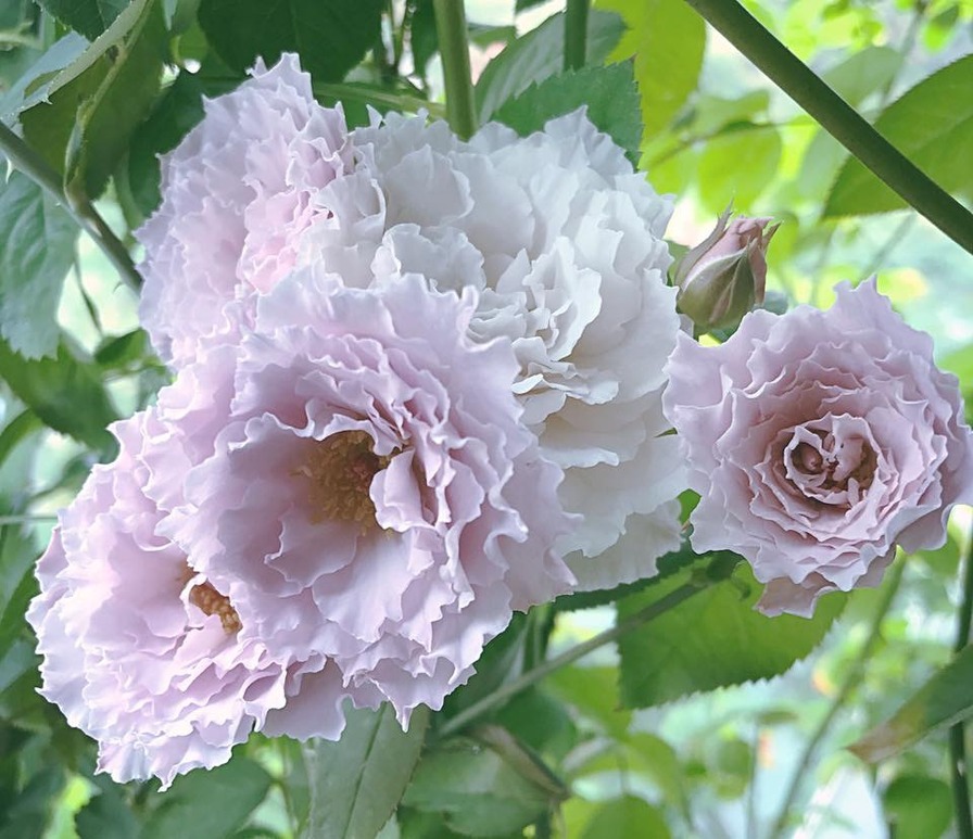 'Libellula' rose photo