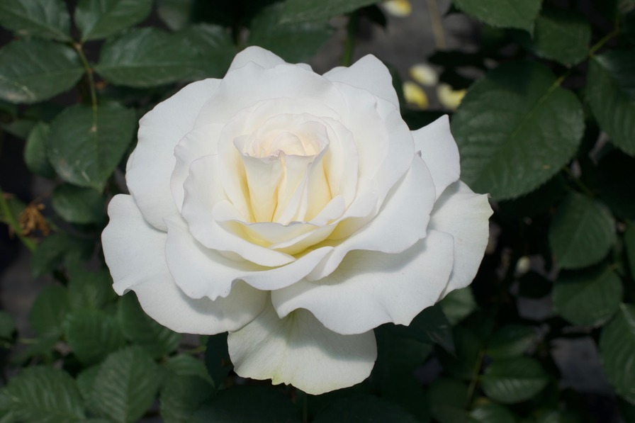 'Shirley's Bouquet' rose photo