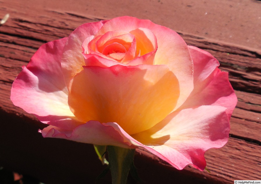 'Princess Katelyn' rose photo