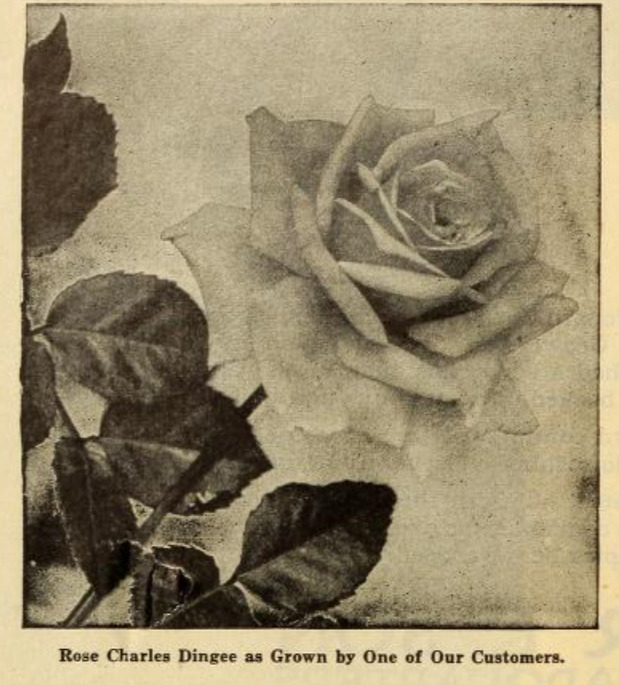 'Charles Dingee' rose photo