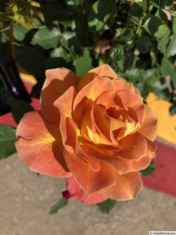 'Rosie The Riveter ™' rose photo