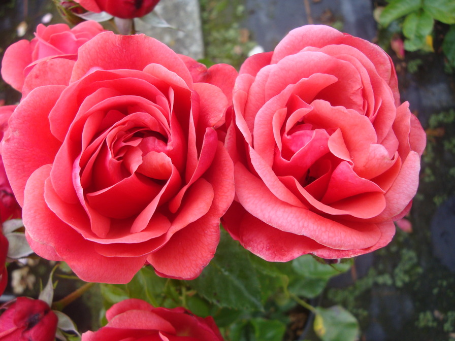 'Preservation' rose photo