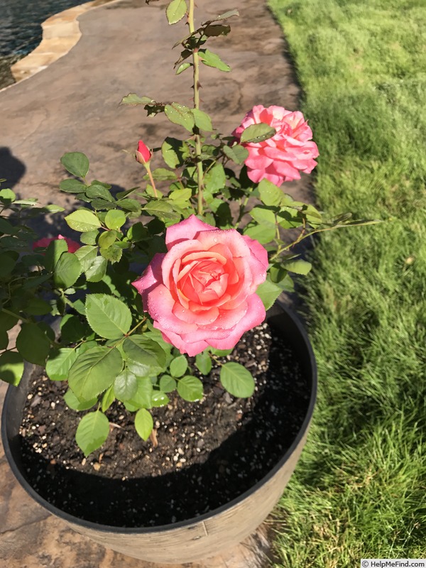 'Fragrant Hour' rose photo