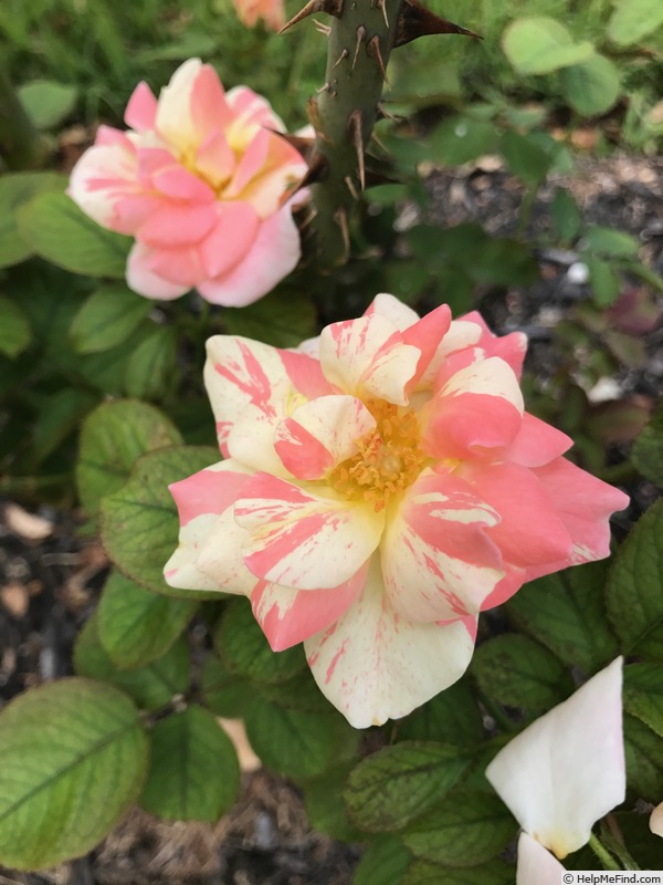 'Flirtatious ™' rose photo