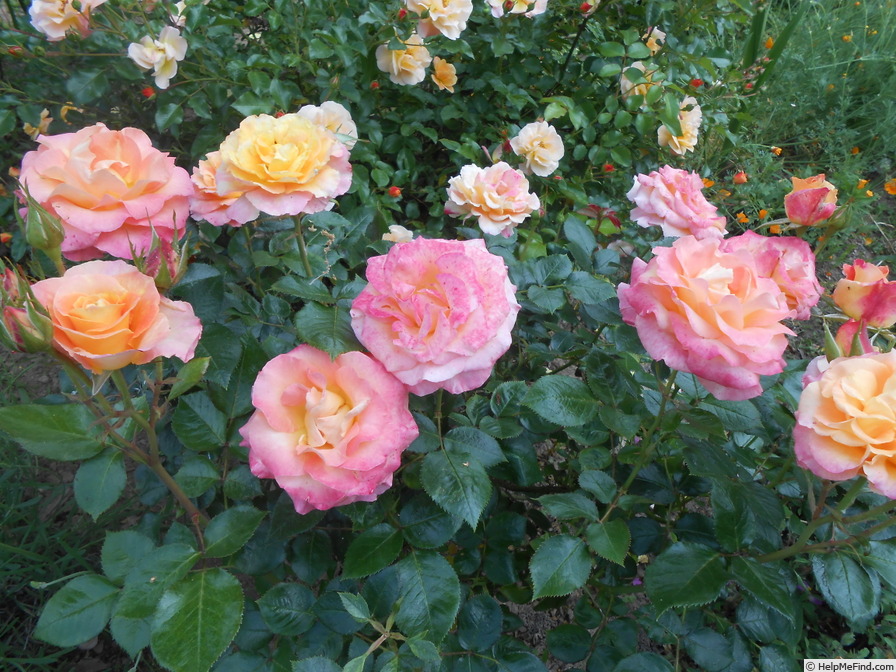 'Rochemenier Village ®' rose photo