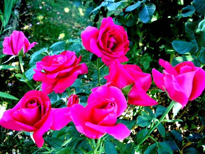 'Roseraie de Blois ®' rose photo