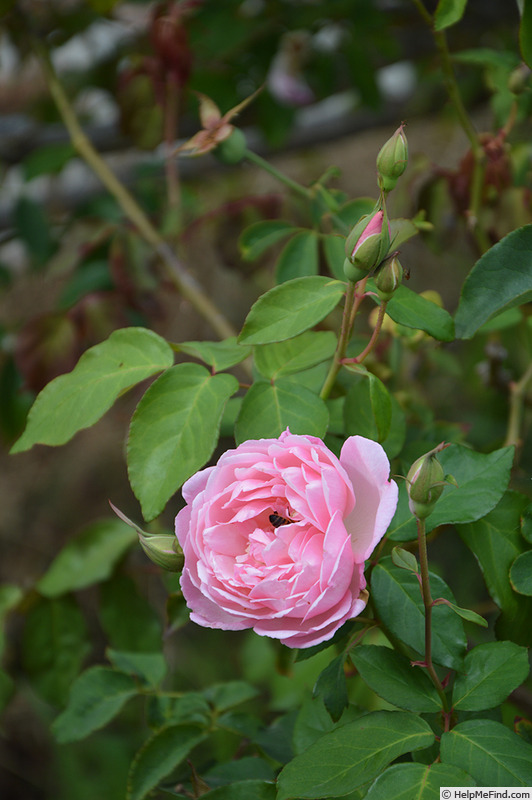 'Comtesse de Labarthe, Cl.' rose photo