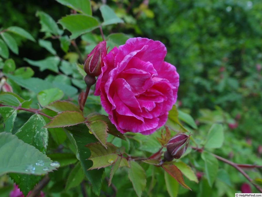 'Rose Boursault' rose photo