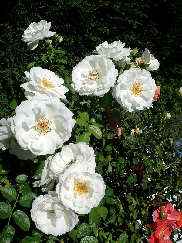 'Nuage Blanc' rose photo