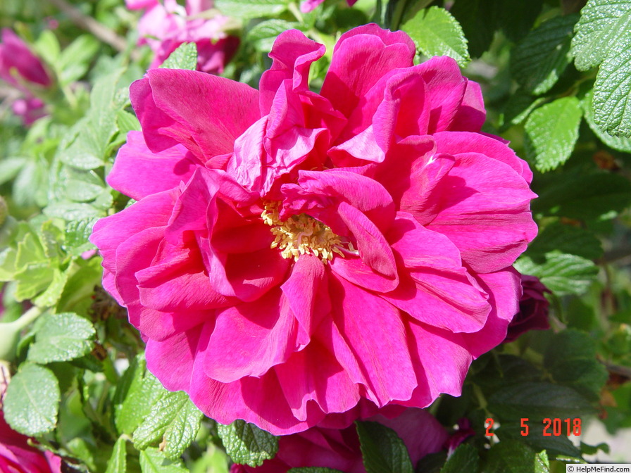 'Roseraie de l'Haÿ' rose photo