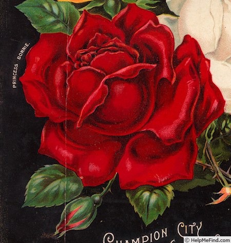 'Princess Bonnie' rose photo