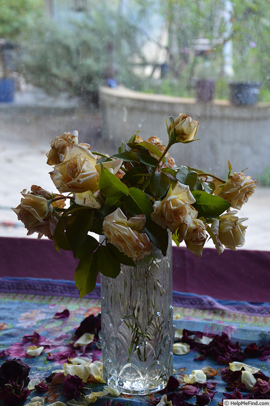 'Souvenir de Pierre Notting' rose photo