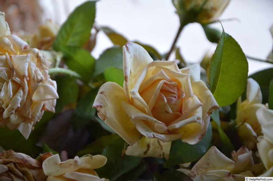 'Souvenir de Pierre Notting' rose photo