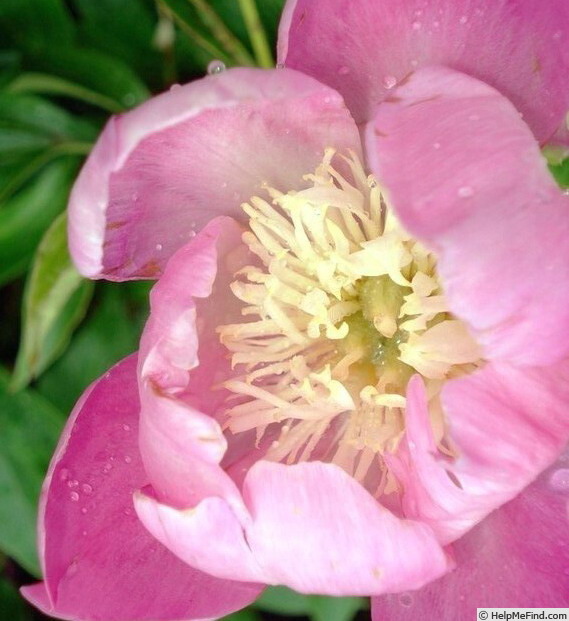 'Bowl of Love' peony photo