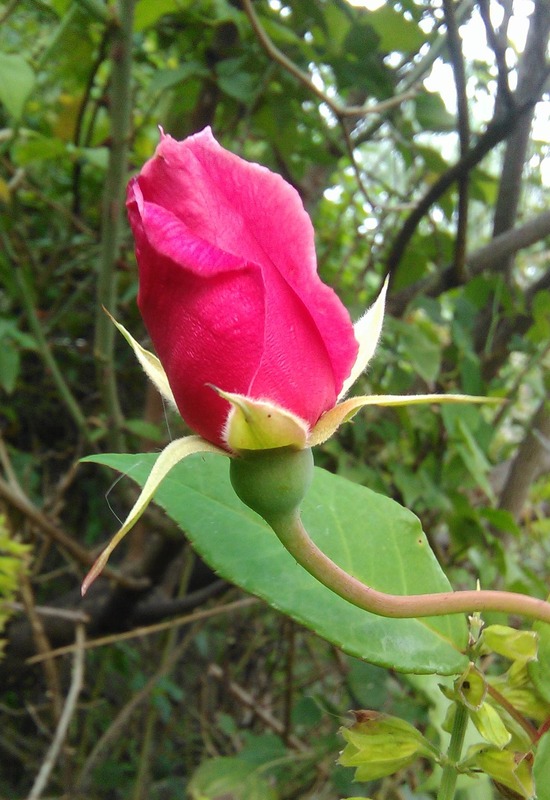 'Papa Gontier' rose photo