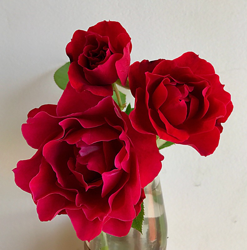'Odysseia' rose photo