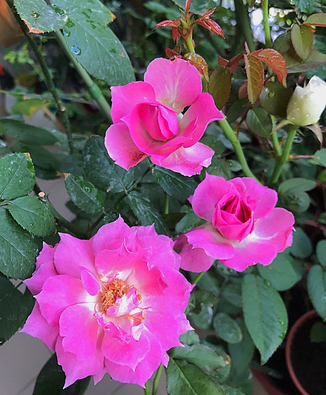 'Sheherazade ®' rose photo