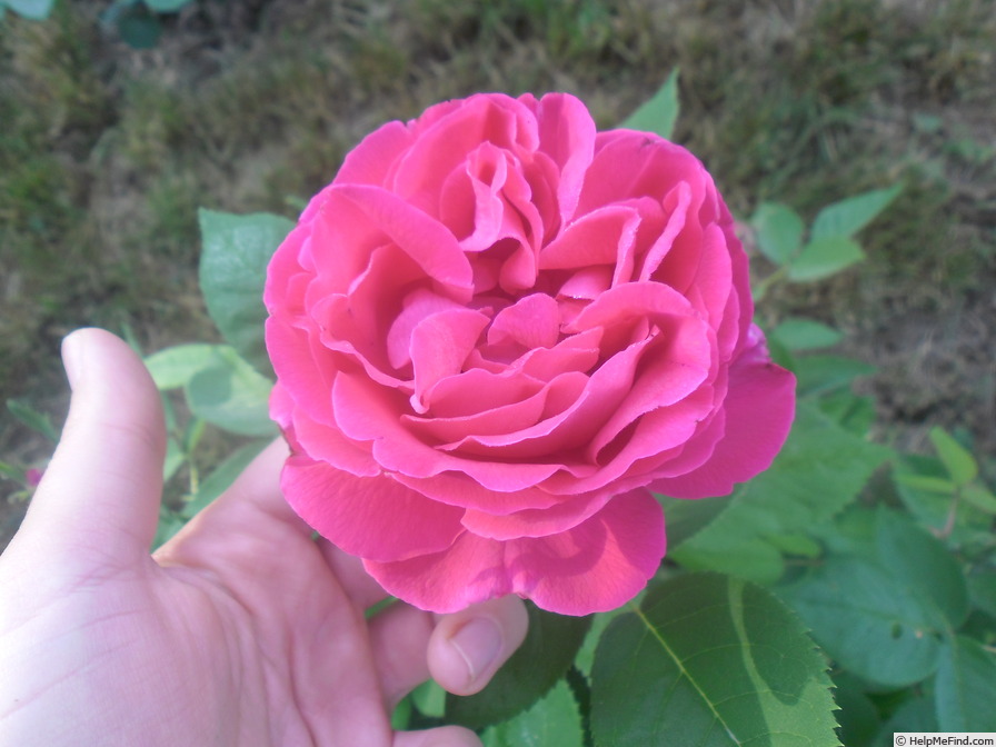 'Prince Stirbey' rose photo