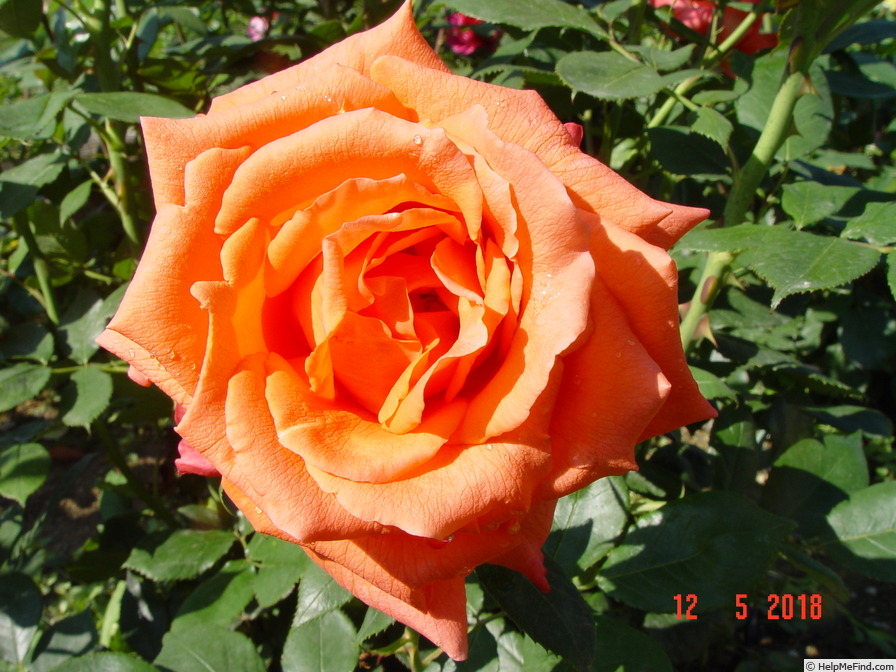 'Anne Vanderlove ®' rose, click to enlarge 'Anne Vanderlove ®' rose photo