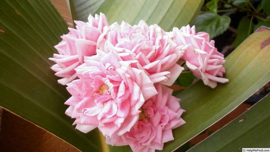 'Pomponella ® (floribunda, Kordes 2005)' rose photo