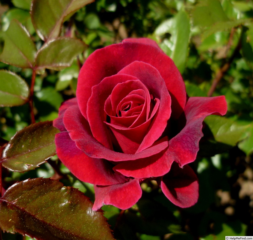 'Bellevue ®' Rose