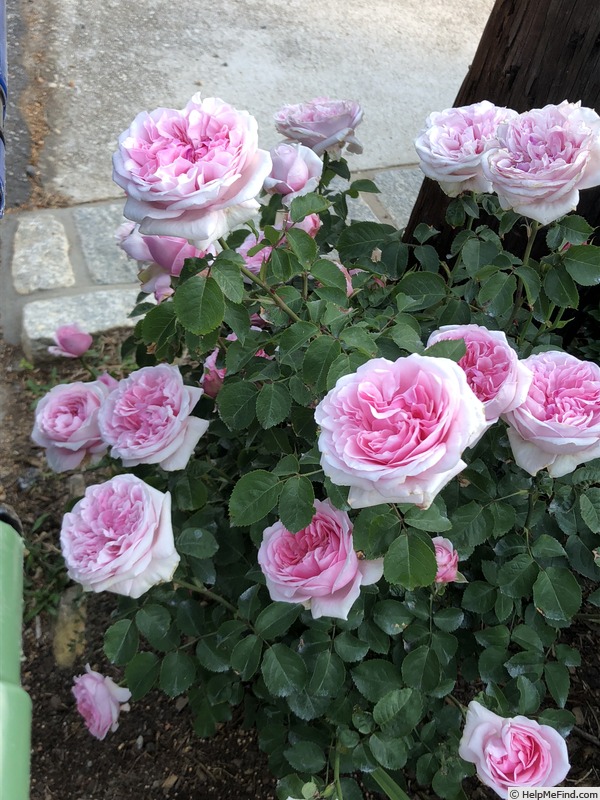 'Pretty Jessica' rose photo