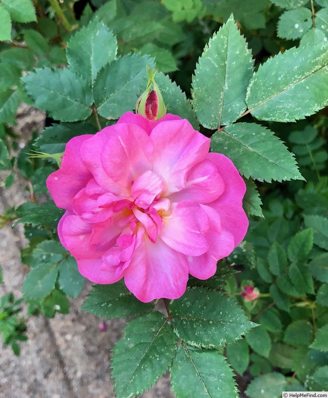 'PDKOPP' rose, click to enlarge 'PDKOPP' rose photo