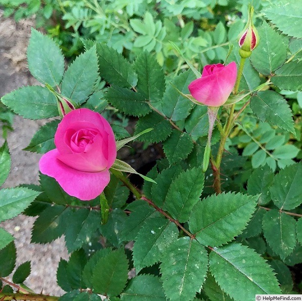 'PDKOPP' rose, click to enlarge 'PDKOPP' rose photo