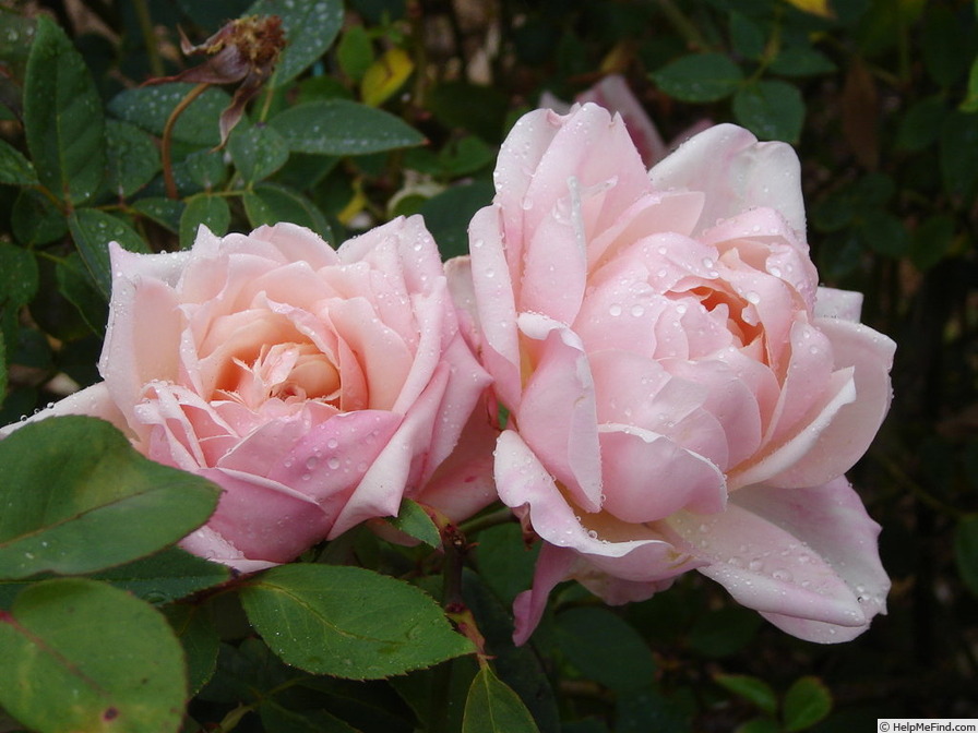 'Bridesmaid' rose photo