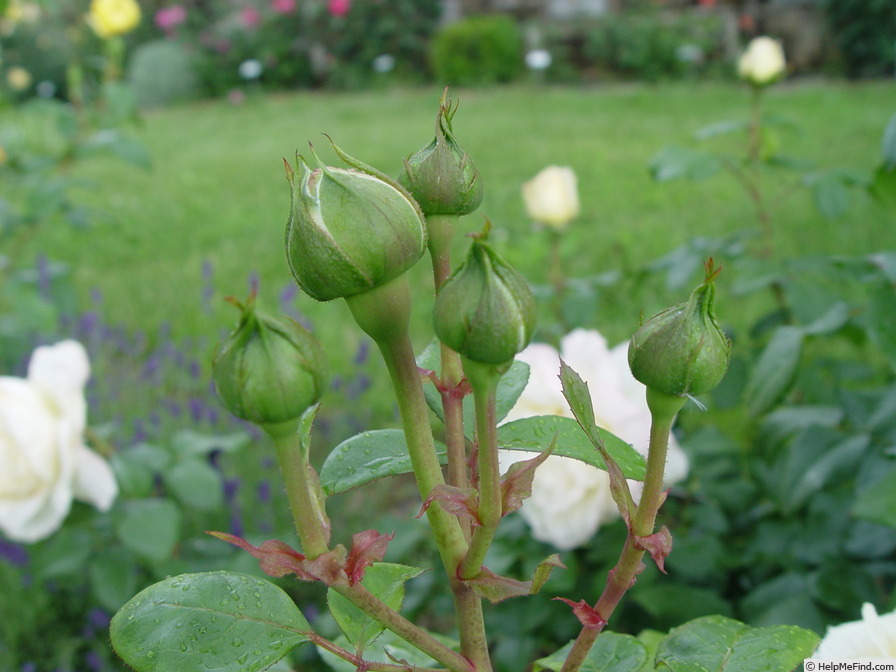 'La Perla ® (hybrid tea, Kordes 2000)' rose photo