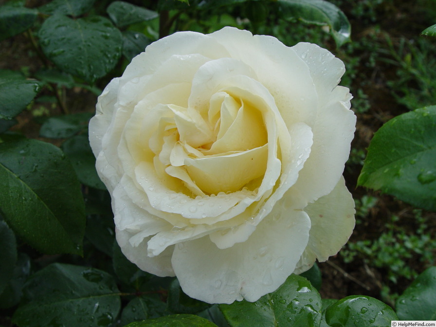 'La Perla ® (hybrid tea, Kordes, 2000)' rose photo