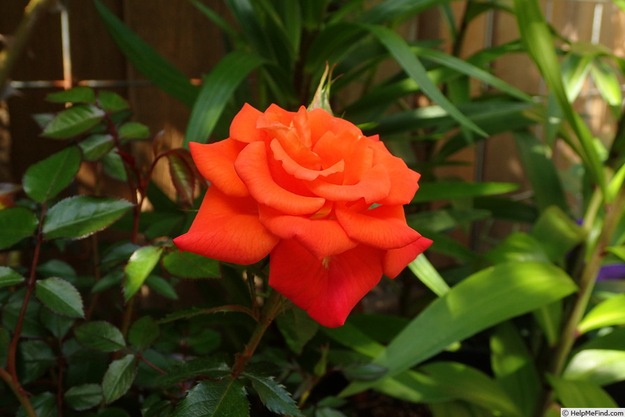 'Little Flame' rose photo