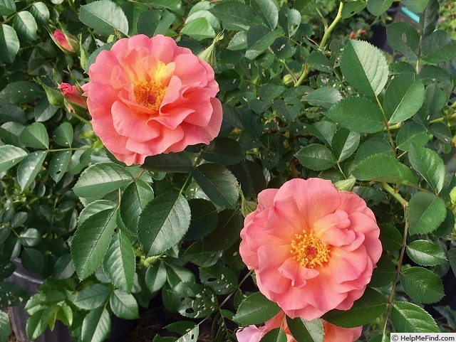 'FIVI3' rose, click to enlarge 'FIVI3' rose photo