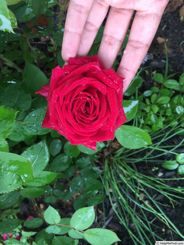 'Kashmir (shrub, Lim 2008)' rose photo