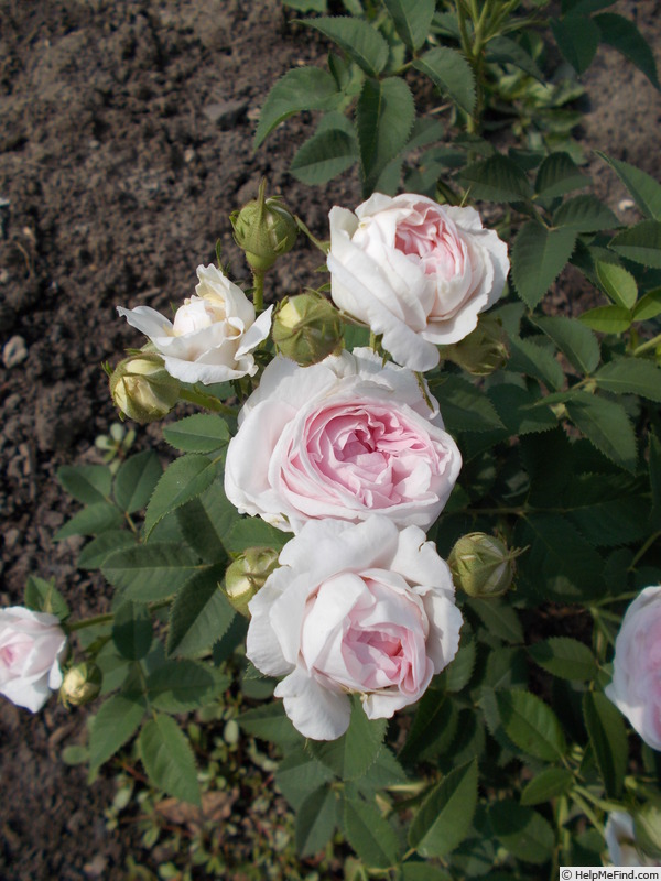 'Cuisse de Nymphe Émue' rose photo