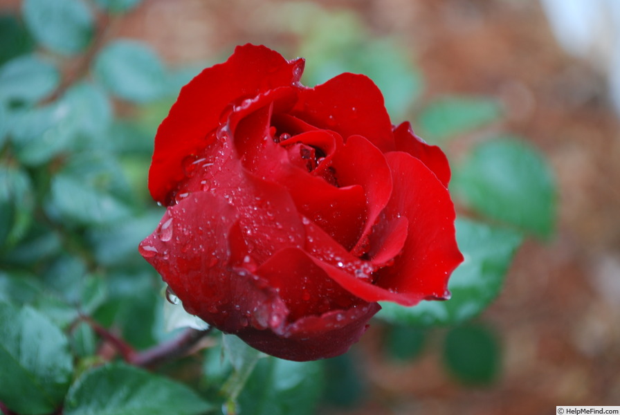 'Obsession™' rose photo