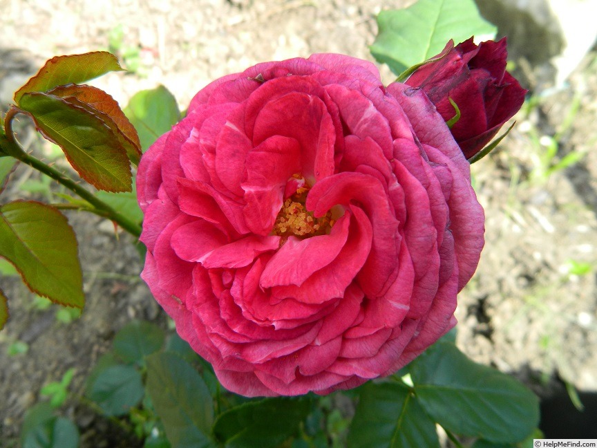 'Dekani' rose photo