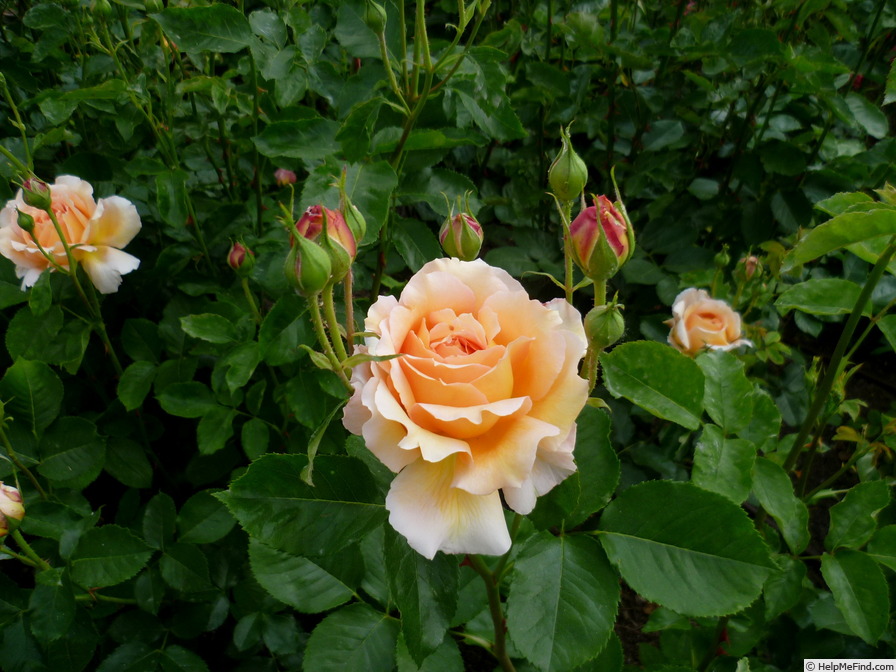'Ramón Bach' rose photo