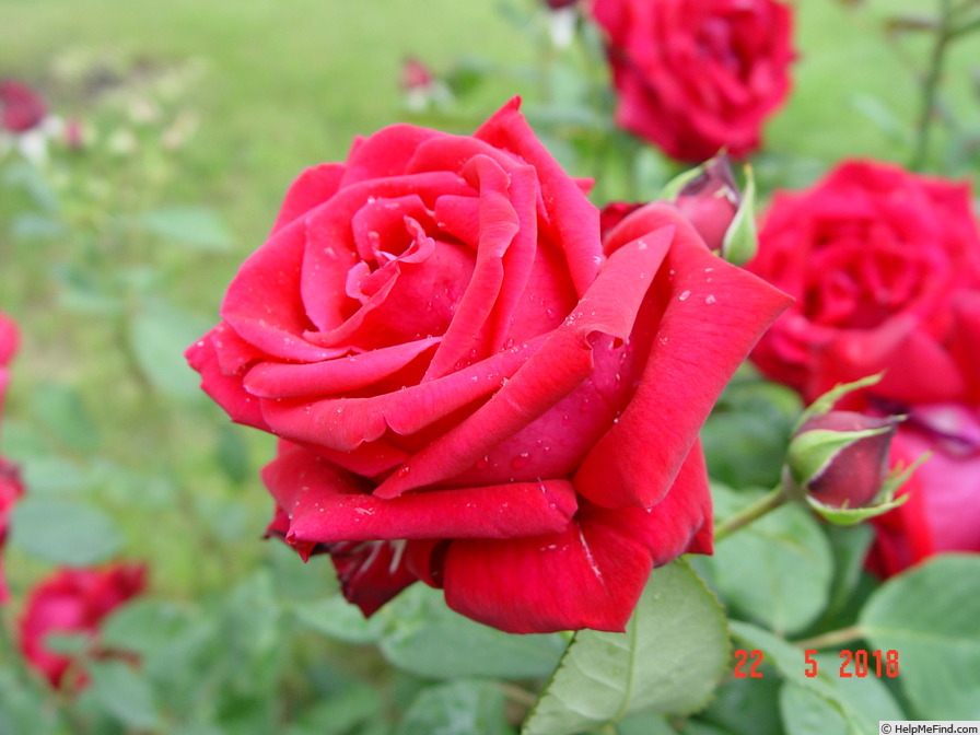 'Konrad Adenauer' rose photo