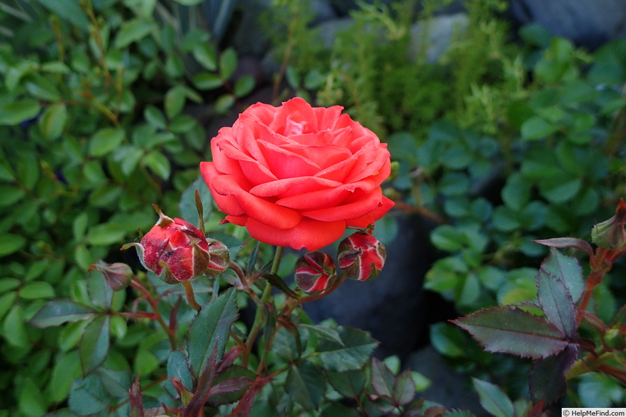 'Chattem Centennial ™' rose photo