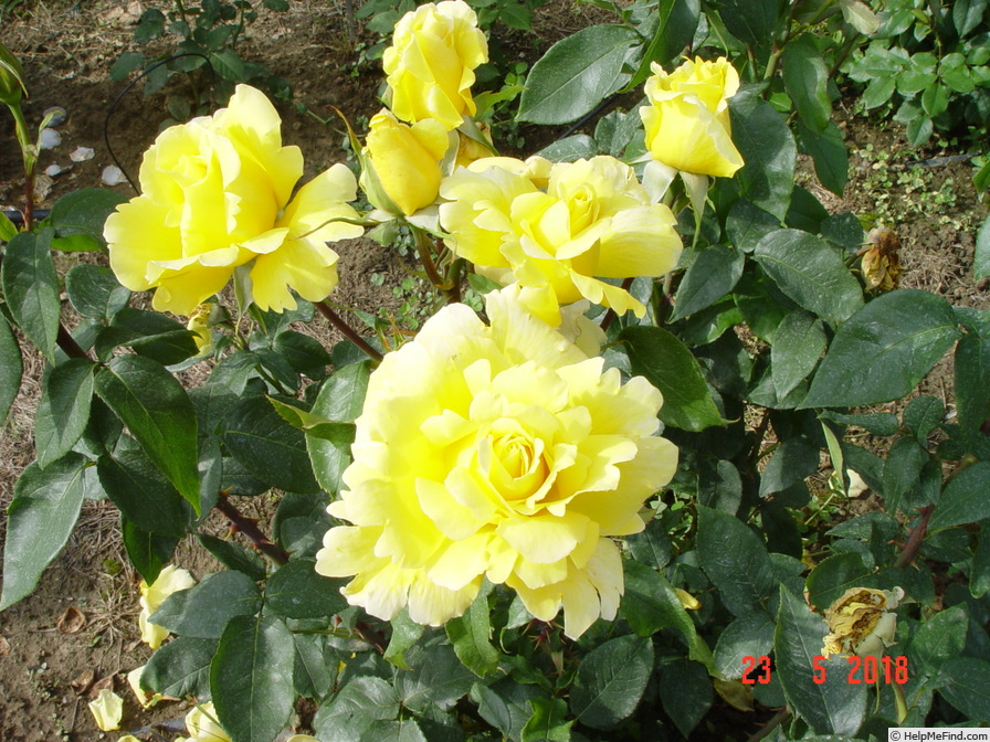 'Duftgold ®' rose photo
