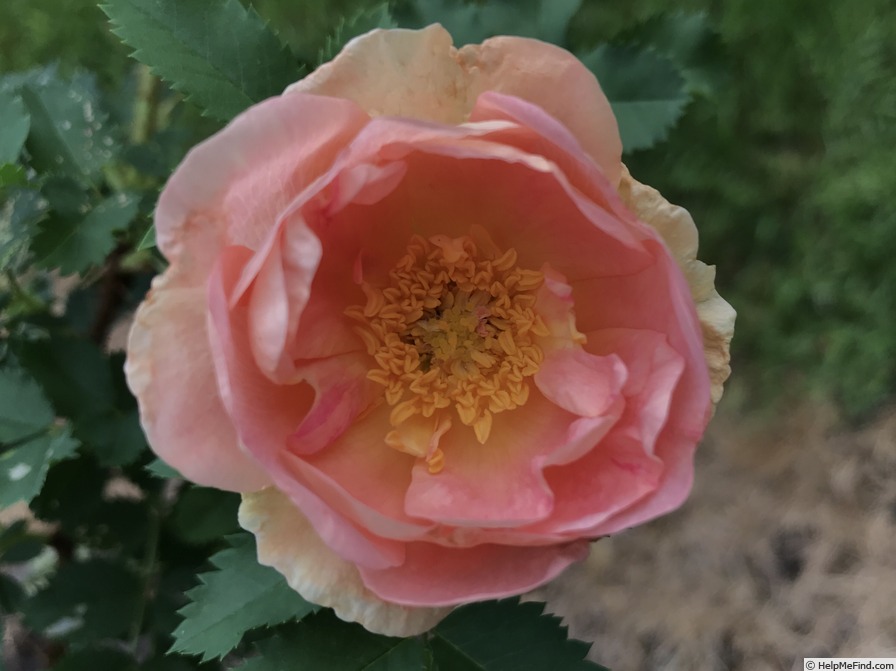 'Prairie Peace' rose photo