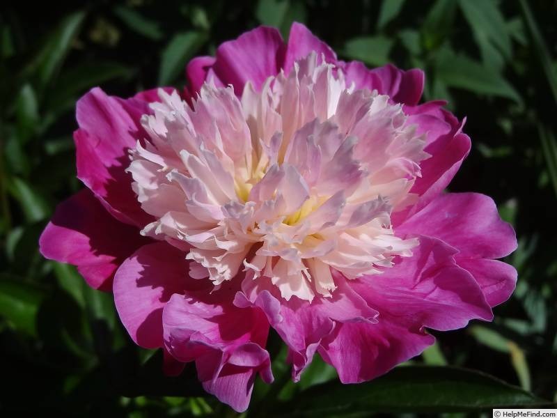 'Gay Paree' peony photo