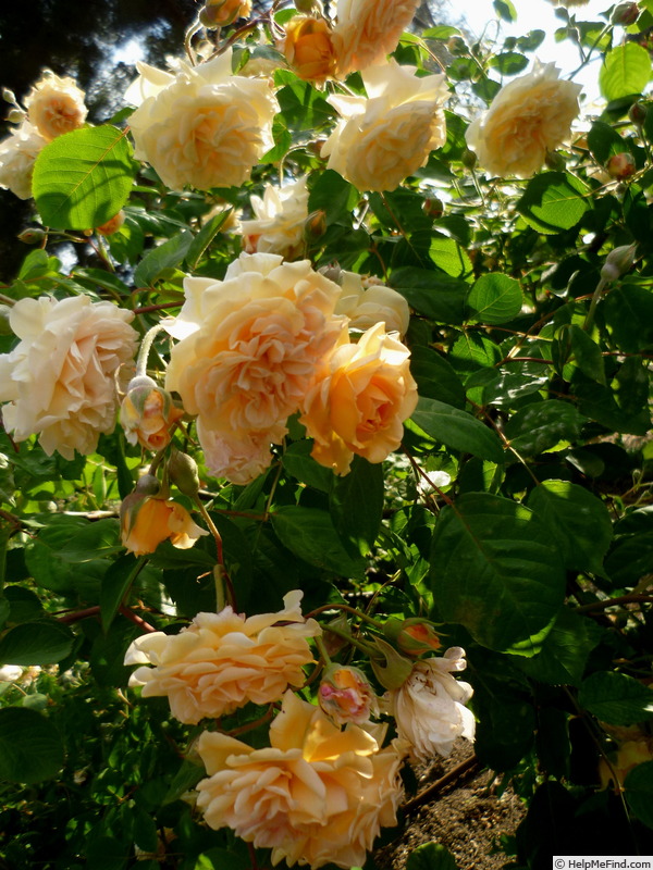 'Buff Beauty (Hybrid Musk, Bentall, 1939)' rose photo