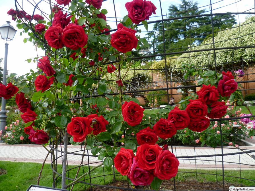 'Sympathie ®' rose photo