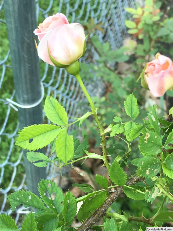 'Peaceful Peach' rose photo