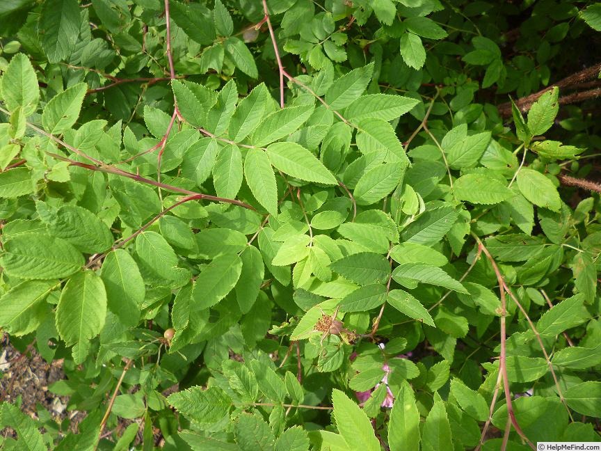 '<i>R. amblyotis</i>' rose, click to enlarge '<i>R. amblyotis</i>' rose photo